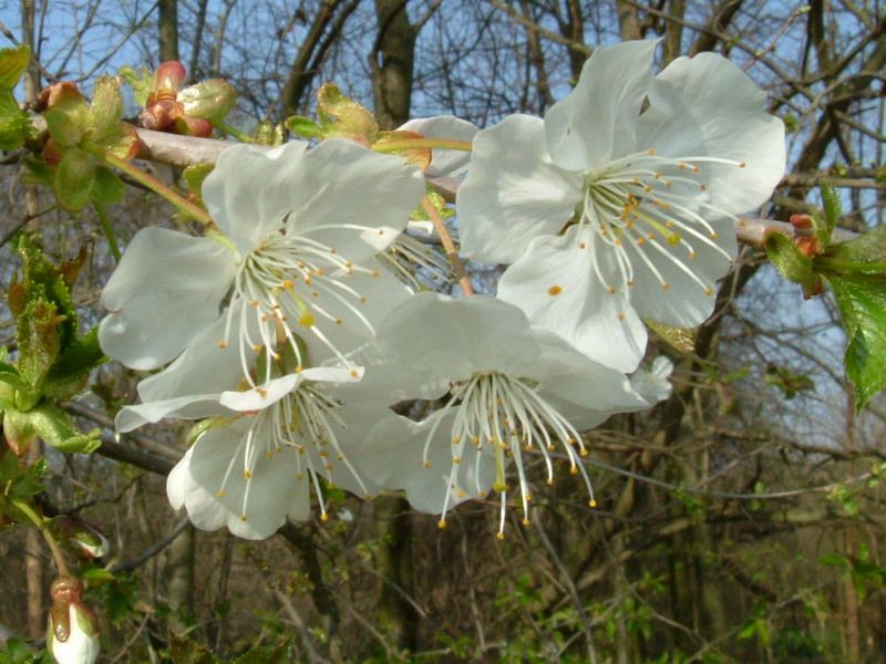 Prunus Avium